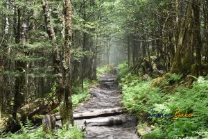 Read more about the article The Appalachian Trail (2023)
